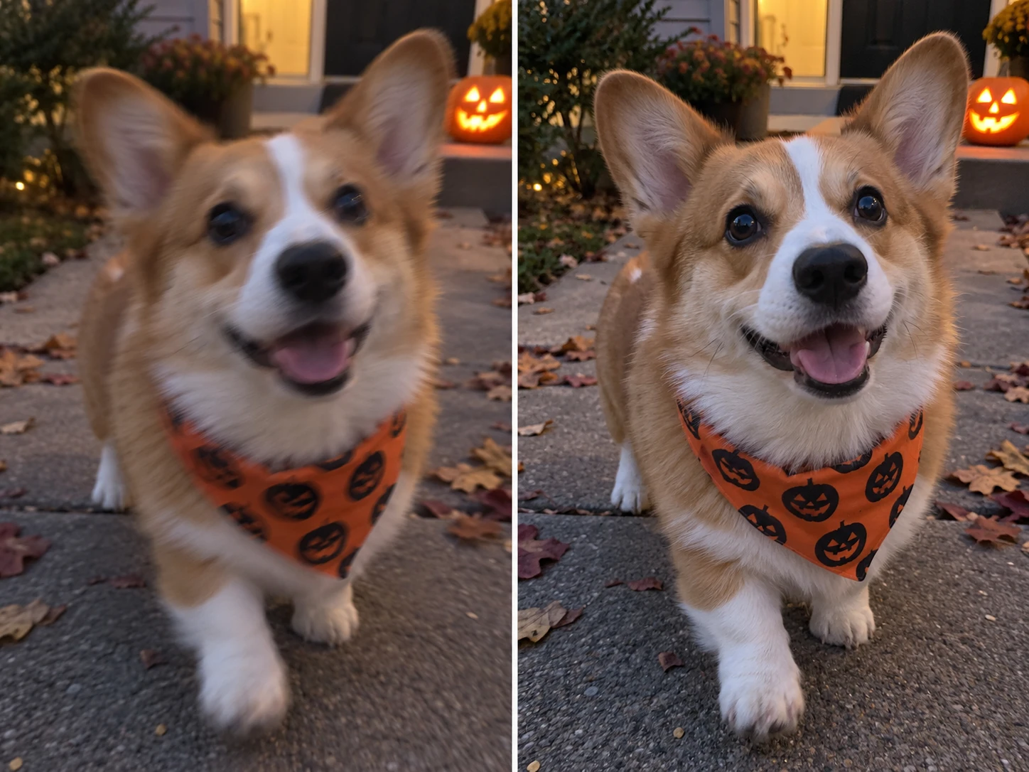 Corgi mit Halloween-Halstuch, links mit Bewegungsunschärfe und rechts klarer